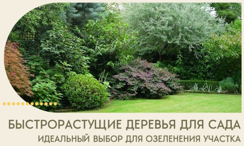 Быстрорастущие деревья для сада идеальный выбор в Фурманове