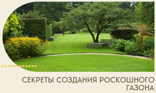 Секреты создания роскошного газона в Фурманове